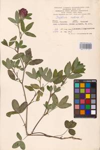 Trifolium medium L., Eastern Europe, Central region (E4) (Russia)