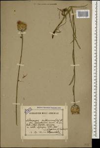 Psephellus pulcherrimus (Willd.) Wagenitz, Caucasus, Armenia (K5) (Armenia)