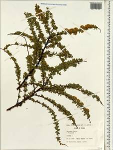 Spiraea alpina Pall., South Asia, South Asia (Asia outside ex-Soviet states and Mongolia) (ASIA) (China)