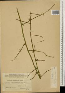 Chondrilla graminea M.Bieb., Caucasus, Azerbaijan (K6) (Azerbaijan)