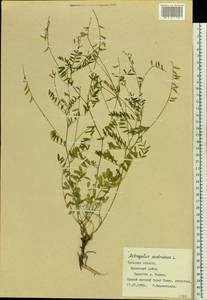 Astragalus austriacus Jacq., Eastern Europe, Central region (E4) (Russia)