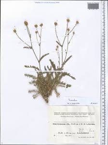 Tanacetum, Middle Asia, Syr-Darian deserts & Kyzylkum (M7) (Kazakhstan)