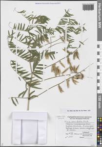 Vicia tenuifolia Roth, Middle Asia, Pamir & Pamiro-Alai (M2) (Uzbekistan)