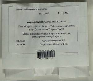 Hygrohypnella polaris (Lindb.) Ignatov & Ignatova, Bryophytes, Bryophytes - Krasnoyarsk Krai, Tyva & Khakassia (B17) (Russia)