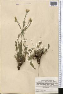 Rhinactinidia limoniifolia (Less.) Novopokr. ex Botsch., Middle Asia, Pamir & Pamiro-Alai (M2) (Kyrgyzstan)