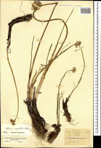 Allium saxatile M.Bieb. , nom. cons. prop., Caucasus, Krasnodar Krai & Adygea (K1a) (Russia)