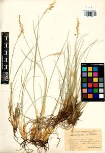 Festuca sibirica Hack. ex Boiss., Siberia, Altai & Sayany Mountains (S2) (Russia)