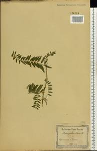 Astragalus cicer L., Eastern Europe, South Ukrainian region (E12) (Ukraine)