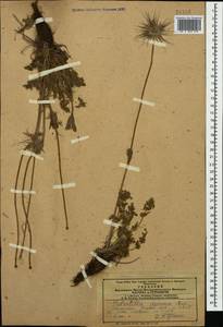 Pulsatilla armena (Boiss.) Rupr., Caucasus, Azerbaijan (K6) (Azerbaijan)