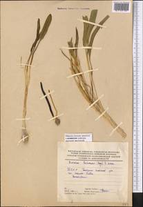 Eminium lehmannii (Bunge) Kuntze, Middle Asia, Karakum (M6) (Turkmenistan)