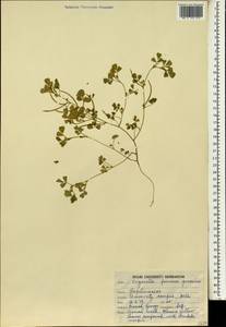 Trigonella foenum-graecum L., South Asia, South Asia (Asia outside ex-Soviet states and Mongolia) (ASIA) (India)
