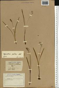 Muscari pallens (M.Bieb.) Fisch., Eastern Europe, North Ukrainian region (E11) (Ukraine)