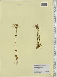 Centaurium erythraea, Eastern Europe, North-Western region (E2) (Russia)