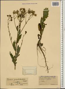 Jacobaea erucifolia subsp. grandidentata (Ledeb.) V. V. Fateryga & Fateryga, Caucasus, North Ossetia, Ingushetia & Chechnya (K1c) (Russia)