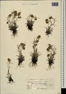 Omalotheca supina (L.) DC., Caucasus, Stavropol Krai, Karachay-Cherkessia & Kabardino-Balkaria (K1b) (Russia)