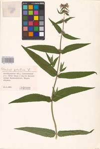 MHA 0 154 935, Stachys palustris L., Eastern Europe, Lower Volga region (E9) (Russia)