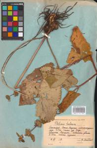 MHA 0 154 166, Phlomoides tuberosa (L.) Moench, Eastern Europe, Eastern region (E10) (Russia)