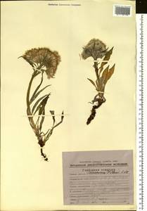 Saussurea tilesii (Ledeb.) Ledeb., Siberia, Chukotka & Kamchatka (S7) (Russia)