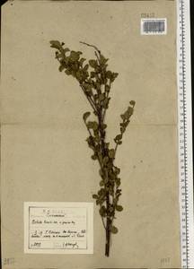 Betula humilis Schrank, Eastern Europe, Western region (E3) (Russia)