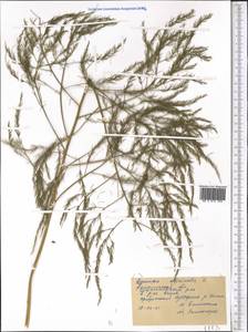 Asparagus officinalis L., Middle Asia, Northern & Central Kazakhstan (M10) (Kazakhstan)