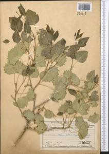 Populus euphratica Olivier, Middle Asia, Muyunkumy, Balkhash & Betpak-Dala (M9) (Kazakhstan)