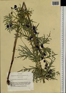 Aconitum ambiguum subsp. baicalense (Turcz. ex Rapaics) Vorosch., Siberia, Altai & Sayany Mountains (S2) (Russia)