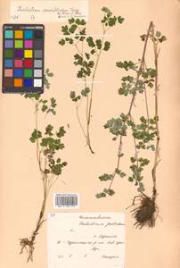 Thalictrum sparsiflorum Turcz. ex Fisch. & C. A. Mey., Siberia, Russian Far East (S6) (Russia)