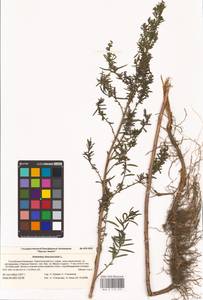 Artemisia dracunculus L., Eastern Europe, Lower Volga region (E9) (Russia)