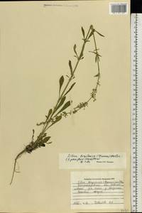 Silene borysthenica (Gruner) Walters, Eastern Europe, South Ukrainian region (E12) (Ukraine)