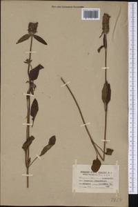 Prunella vulgaris L., America (AMER) (United States)