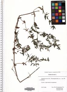 Galium boreale L., Eastern Europe, Eastern region (E10) (Russia)