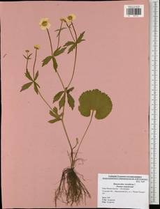 Ranunculus cassubicus L., Eastern Europe, Central region (E4) (Russia)