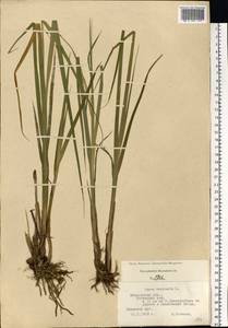 Carex vesicaria L., Eastern Europe, Moscow region (E4a) (Russia)