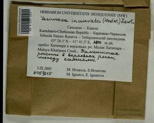 Lescuraea incurvata (Hedw.) E. Lawton, Bryophytes, Bryophytes - North Caucasus & Ciscaucasia (B12) (Russia)