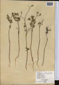 Chaerophyllum nodosum (L.) Crantz, Middle Asia, Kopet Dag, Badkhyz, Small & Great Balkhan (M1) (Turkmenistan)