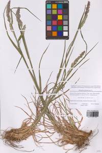Dactylis glomerata L., Eastern Europe, Moscow region (E4a) (Russia)