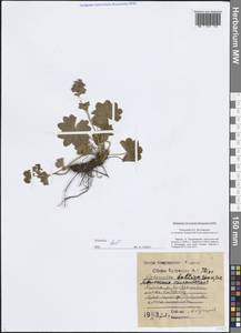 Alchemilla baltica Sam. ex Juz., Eastern Europe, Central region (E4) (Russia)