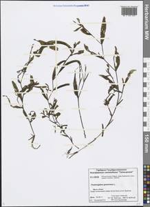 Potamogeton gramineus L., Siberia, Central Siberia (S3) (Russia)