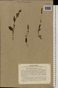 Pseudorchis albida (L.) Á.Löve & D.Löve, Eastern Europe, Northern region (E1) (Russia)