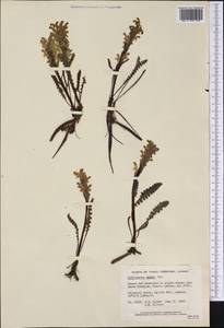 Pedicularis oederi, America (AMER) (Canada)