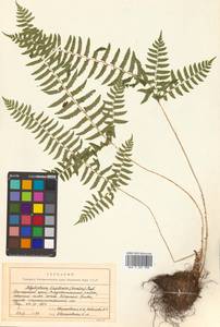 Polystichum tripteron (Kunze) C. Presl, Siberia, Russian Far East (S6) (Russia)