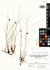 Carex enervis C.A.Mey., Siberia, Baikal & Transbaikal region (S4) (Russia)