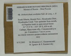 Lewinskya sordida (Sull. & Lesq.) F. Lara, Garilleti & Goffinet, Bryophytes, Bryophytes - Baikal & Transbaikal regions (B18) (Russia)