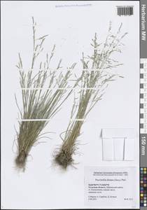 Puccinellia distans (Jacq.) Parl., Eastern Europe, Central region (E4) (Russia)