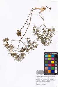 Cenolophium fischeri (Spreng.) W.D.J.Koch, Eastern Europe, Moscow region (E4a) (Russia)