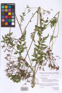 Chaerophyllum hirsutum L., Eastern Europe, Western region (E3) (Russia)