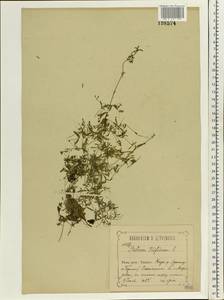 Galium trifidum L., Eastern Europe, Central forest-and-steppe region (E6) (Russia)