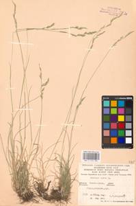 Festuca rubra L., Eastern Europe, West Ukrainian region (E13) (Ukraine)