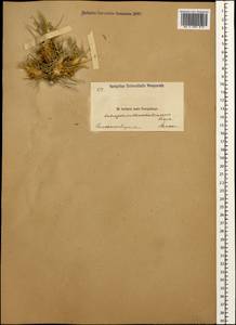 Astragalus denudatus Stev., Caucasus, Dagestan (K2) (Russia)