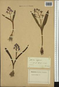 Scilla bifolia L., Western Europe (EUR) (Switzerland)